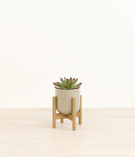 Load image into Gallery viewer, Sage Green stand:bamboo
