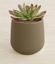 Load image into Gallery viewer, Olive stand:all

