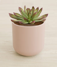 Load image into Gallery viewer, Sandy Pink stand:all
