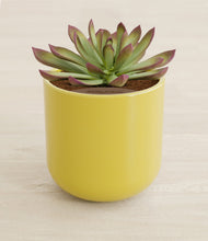 Load image into Gallery viewer, Key Lime Yellow stand:all
