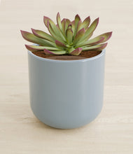 Load image into Gallery viewer, Misty Blue stand:all
