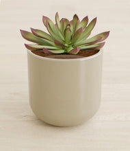 Load image into Gallery viewer, Sage Green stand:all
