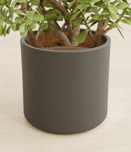 Load image into Gallery viewer, Dark Olive stand:all
