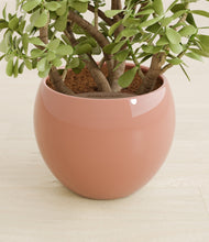 Load image into Gallery viewer, Calm Rose stand:all
