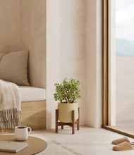 Load image into Gallery viewer, Almond Green stand:walnut
