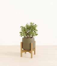 Load image into Gallery viewer, Olive stand:bamboo
