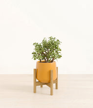 Load image into Gallery viewer, Mustard stand:bamboo
