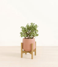 Load image into Gallery viewer, Calm Rose stand:bamboo
