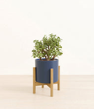 Load image into Gallery viewer, Deep Navy stand:bamboo
