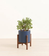 Load image into Gallery viewer, Deep Navy stand:walnut
