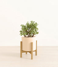 Load image into Gallery viewer, Cream stand:bamboo

