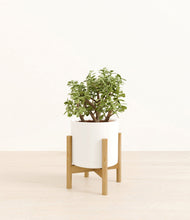 Load image into Gallery viewer, White stand:bamboo
