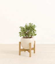Load image into Gallery viewer, Shiny EggWhite stand:bamboo
