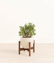 Load image into Gallery viewer, Shiny EggWhite stand:walnut
