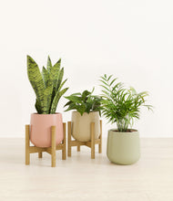 Load image into Gallery viewer, Lily Pad stand:two_stands
