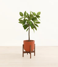 Lade das Bild in den Galerie-Viewer, Earth Red stand:walnut
