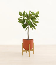 Lade das Bild in den Galerie-Viewer, Earth Red stand:bamboo
