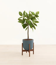 Lade das Bild in den Galerie-Viewer, Iron Gray stand:walnut
