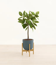 Lade das Bild in den Galerie-Viewer, Iron Gray stand:bamboo
