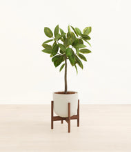 Lade das Bild in den Galerie-Viewer, Natural Bamboo stand:walnut
