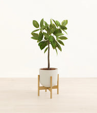 Lade das Bild in den Galerie-Viewer, Natural Bamboo stand:bamboo
