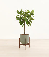 Lade das Bild in den Galerie-Viewer, Sage Green stand:walnut

