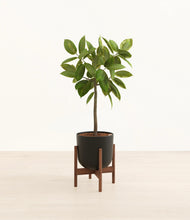 Lade das Bild in den Galerie-Viewer, Stone Black stand:walnut
