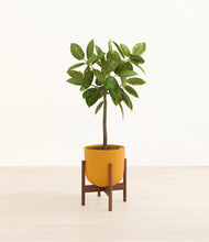 Lade das Bild in den Galerie-Viewer, Sunset Orange stand:walnut
