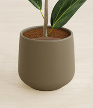 Load image into Gallery viewer, Olive stand:all
