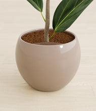 Load image into Gallery viewer, Desert Brown stand:all
