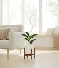 Load image into Gallery viewer, White stand:walnut

