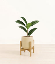 Load image into Gallery viewer, Almond Green stand:bamboo
