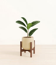 Load image into Gallery viewer, Almond Green stand:walnut
