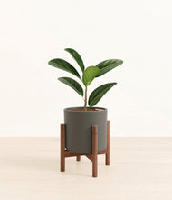 Load image into Gallery viewer, Dark Olive stand:walnut

