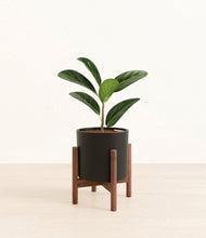 Load image into Gallery viewer, Black stand:walnut
