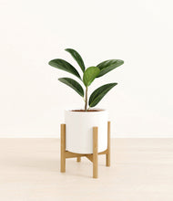 Load image into Gallery viewer, White stand:bamboo
