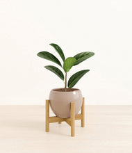 Load image into Gallery viewer, Desert Brown stand:bamboo
