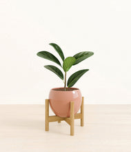 Load image into Gallery viewer, Calm Rose stand:bamboo
