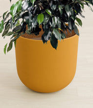 Charger l'image dans la galerie, Sunset Orange stand:all
