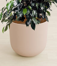 Charger l'image dans la galerie, Sandy Pink stand:all
