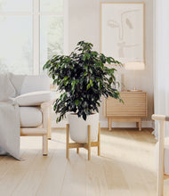 Charger l'image dans la galerie, Natural Bamboo stand:light
