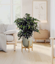 Charger l'image dans la galerie, Sage Green stand:light
