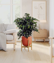 Charger l'image dans la galerie, Earth Red stand:light
