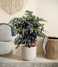 Charger l'image dans la galerie, Natural Bamboo stand:all
