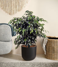Charger l'image dans la galerie, Stone Black stand:all
