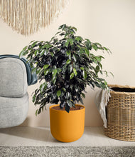 Charger l'image dans la galerie, Sunset Orange stand:all
