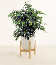 Charger l'image dans la galerie, Natural Bamboo stand:light
