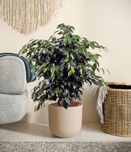 Charger l'image dans la galerie, Sandy Pink stand:all
