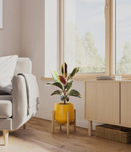 Load image into Gallery viewer, Mustard stand:bamboo

