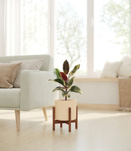 Load image into Gallery viewer, Cream stand:walnut
